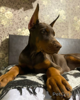 Photo №3. Chiots Doberman. Allemagne