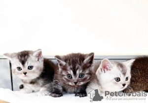 Photo №3. Chatons British Shorthair. USA