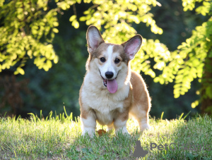 Photo №3. Joli chiot corgi gallois - bobtail. Ukraine