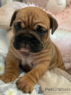 Photo №1. bulldog anglais - à vendre en ville de Berlin | 500€ | Annonce №132657