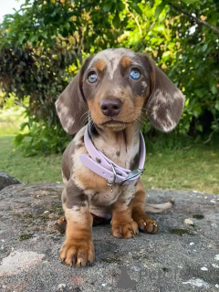 Photo №1. teckel - à vendre en ville de Delémont | négocié | Annonce №158143