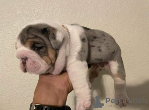 Photo №1. bulldog anglais - à vendre en ville de Southport | 360€ | Annonce №125632