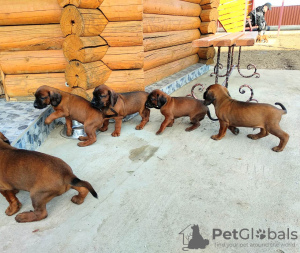 Photo №2 de l'annonce № 10171 de la vente chien de recherche au sang de la montagne bavaroise - acheter à Biélorussie de la fourrière