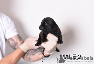 Photo №3. Chiots Micro American Bully de poche. Serbie