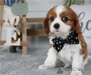 Photo №1. cavalier king charles spaniel - à vendre en ville de Députés | négocié | Annonce №170449