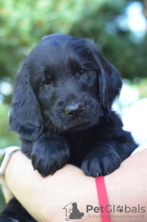 Photo №3. Chiots de Flat Coated Retriever avec papiers. La finlande