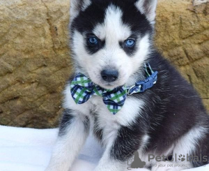Photo №1. husky de sibérie - à vendre en ville de Freiburg im Breisgau | négocié | Annonce №133640