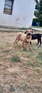 Photos supplémentaires: Boerboel Mâtin sud-africain