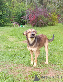 Photo №3. Puppy Lesya entre de bonnes mains.. Fédération de Russie