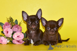 Photo №1. chihuahua - à vendre en ville de Moscou | négocié | Annonce №151569
