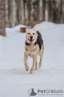 Photo №2 de l'annonce № 121881 de la vente chien bâtard - acheter à Fédération de Russie 