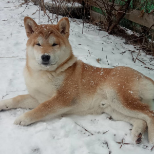 Photo №4. Je vais vendre shiba en ville de Tula. éleveur - prix - Négocié