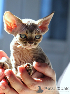 Photo №1. devon rex - à vendre en ville de Varsovie | négocié | Annonce № 171373