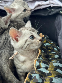 Photo №2 de l'annonce № 152764 de la vente bengal - acheter à Suisse annonce privée