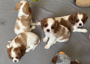 Photo №1. cavalier king charles spaniel - à vendre en ville de Tampa | 379€ | Annonce №102271