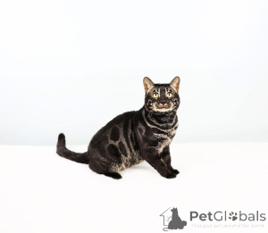 Photo №3. De magnifiques chatons du Bengale avec des rosettes exotiques à vendre. Suisse