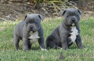 Photo №1. staffordshire bull terrier - à vendre en ville de Chisinau | négocié | Annonce №124370