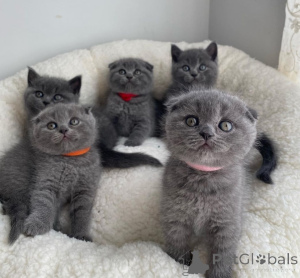 Photo №2 de l'annonce № 169836 de la vente scottish fold - acheter à Allemagne 