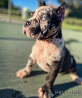 Photo №1. cane corso - à vendre en ville de Tallinn | 550€ | Annonce №119552