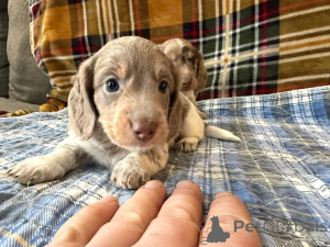 Photo №2 de l'annonce № 166429 de la vente  - acheter à Allemagne éleveur