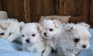 Photo №4. Je vais vendre bichon maltais en ville de Simpsonville.  - prix - 284€