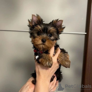Photo №4. Je vais vendre yorkshire terrier en ville de Nuremberg. annonce privée - prix - 329€