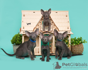 Photo №1. oriental shorthair - à vendre en ville de Novosibirsk | négocié | Annonce № 132333