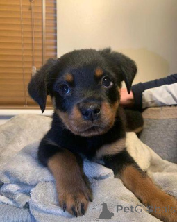 Photo №1. rottweiler - à vendre en ville de Berga | 540€ | Annonce №172085