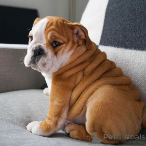 Photo №2 de l'annonce № 168377 de la vente bulldog anglais - acheter à Suède annonce privée, éleveur