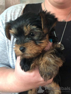 Photo №4. Je vais vendre yorkshire terrier en ville de Quickborn. annonce privée, éleveur - prix - 380€