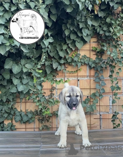 Photos supplémentaires: Chiots kangal turcs à vendre