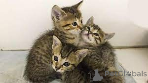 Photo №1. mau égyptien - à vendre en ville de Anvers | 500€ | Annonce № 162403