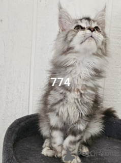 Photo №2 de l'annonce № 164083 de la vente maine coon - acheter à USA annonce privée