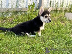 Photo №2 de l'annonce № 103888 de la vente welsh corgi - acheter à Italie annonce privée