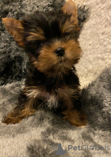 Photo №1. yorkshire terrier - à vendre en ville de Штутгарт | 500€ | Annonce №125166