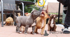 Photo №3. Chiots bouledogue américain. Suède
