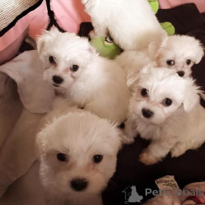 Photo №1. bichon maltais - à vendre en ville de Amsterdam | 700€ | Annonce №160804