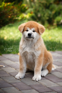Photo №1. akita (chien) - à vendre en ville de Moscou | Gratuit | Annonce №4112