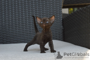 Photo №3. Chatons Devon Rex avec pedigree disponibles à la vente dans des maisons de. Allemagne