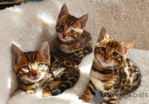 Photo №1. bengal - à vendre en ville de Feldkirchen à Kärnten | négocié | Annonce № 159127