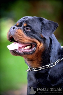 Photos supplémentaires: Rottweiler, meilleurs chiots