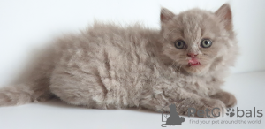 Photos supplémentaires: British longhair cat lilas babyboy - Père est champion du monde
