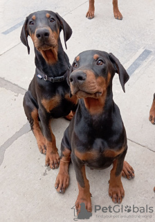 Photo №3. Chiots dobermans. Serbie