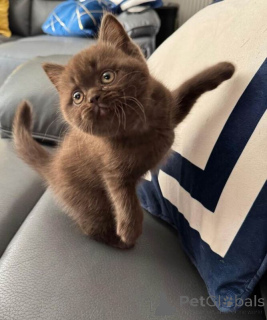 Photo №1. british shorthair - à vendre en ville de Cobley Hill | négocié | Annonce № 173793