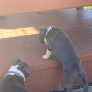 Photo №2 de l'annonce № 176478 de la vente terrier de boston - acheter à La Grande-Bretagne annonce privée