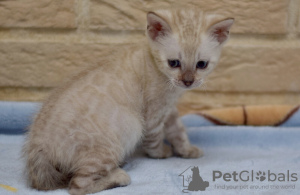 Photos supplémentaires: Meilleurs chatons Bengal!