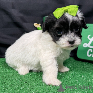 Photo №1. maltipu - à vendre en ville de Bucarest | négocié | Annonce №165218