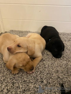 Photo №1. labrador retriever - à vendre en ville de Франкфурт-на-Майне | 300€ | Annonce №107363