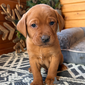 Photo №1. labrador retriever - à vendre en ville de Ville de Londres | 350€ | Annonce №163938