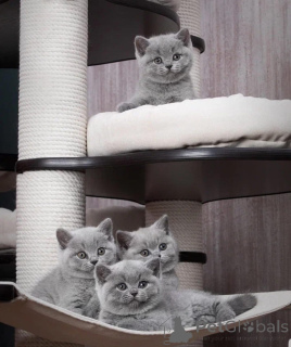 Photo №1. british shorthair - à vendre en ville de Brême | 400€ | Annonce № 172096